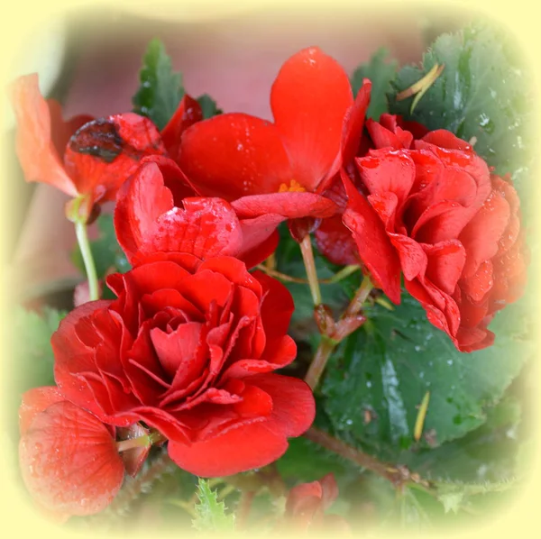 Begonia Červené Oranžové Pěkné Květiny Zahradě Letní Slunovrat Slunečný Den — Stock fotografie
