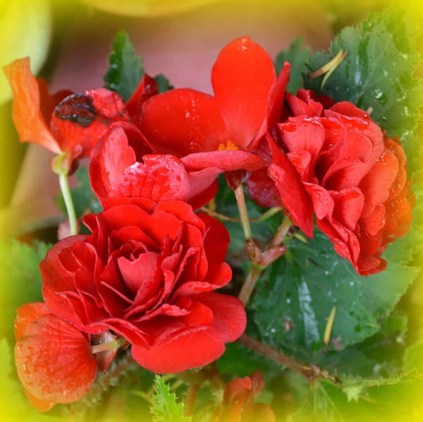 Begonia Vermelho Laranja Flores Bonitas Jardim Meados Verão Dia Ensolarado — Fotografia de Stock