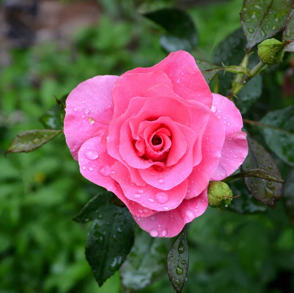 Rosor Fina Blommor Trädgården Midsommar Solig Dag Grönt Landskap — Stockfoto