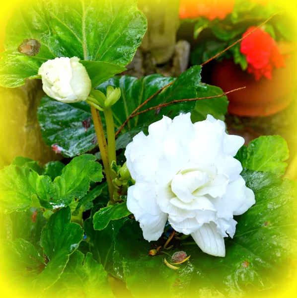 Begonia Branca Flores Bonitas Jardim Meados Verão Dia Ensolarado Paisagem — Fotografia de Stock