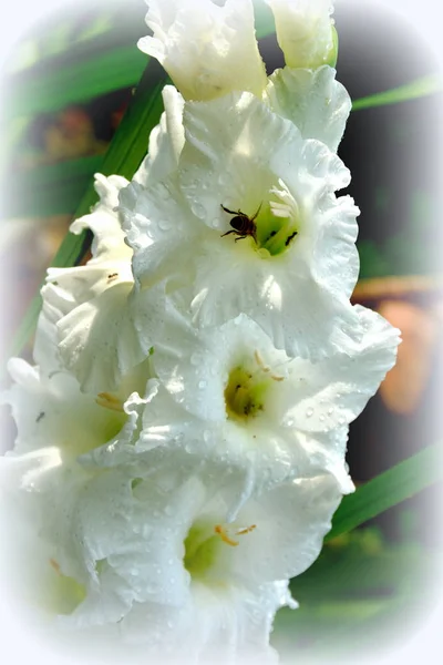 Gladiola Blanca Bonitas Flores Jardín Pleno Verano Día Soleado Paisaje —  Fotos de Stock