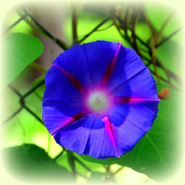 Εξαιρετικό Δόξα Πρωινού Νίκαια Λουλούδια Στον Κήπο Στο Θερινό Ηλιοστάσιο — Φωτογραφία Αρχείου