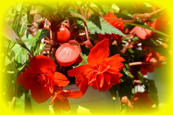 Begonia Czerwony Pomarańczowy Ładne Kwiaty Ogrodzie Środku Lata Słoneczny Dzień — Zdjęcie stockowe