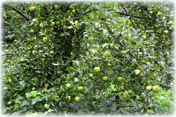 Owocowe Szaleństwo Małe Jabłka Jabłoń Sadzie Początku Lata — Zdjęcie stockowe