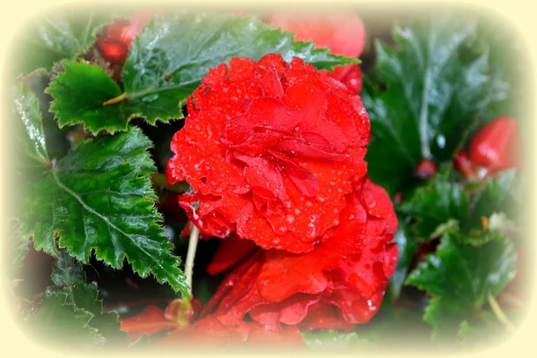 Begonia Red Orange Nice Flowers Garden Midsummer Sunny Day Green — Stock Photo, Image