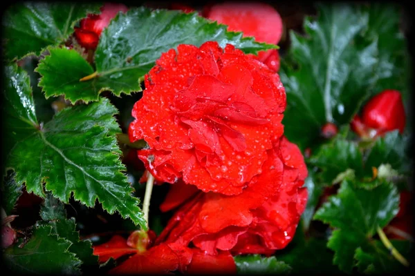 Begonia Rouge Orange Jolies Fleurs Dans Jardin Milieu Été Par — Photo