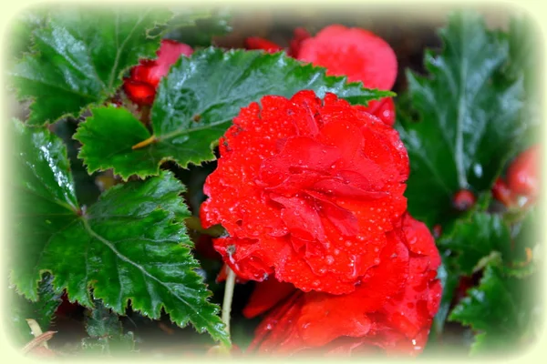 海棠红色和橙色 美丽的花朵在盛夏的花园里 在阳光明媚的日子里 绿色景观 — 图库照片