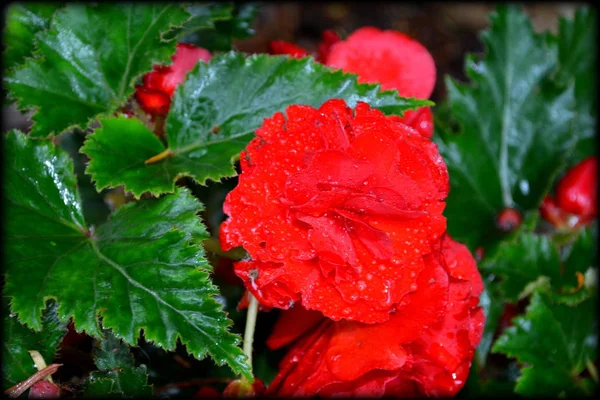 Begonia Red Orange Nice Flowers Garden Midsummer Sunny Day Green — Stock Photo, Image