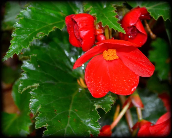 Begonia Roja Naranja Bonitas Flores Jardín Pleno Verano Día Soleado — Foto de Stock