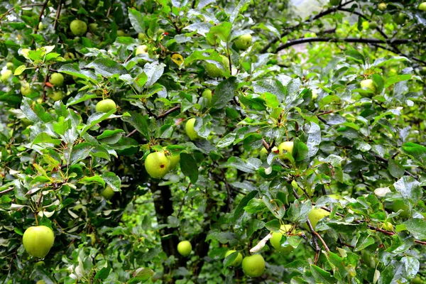 Fruit madness. Small apples in an apple tree in orchard, in early summer