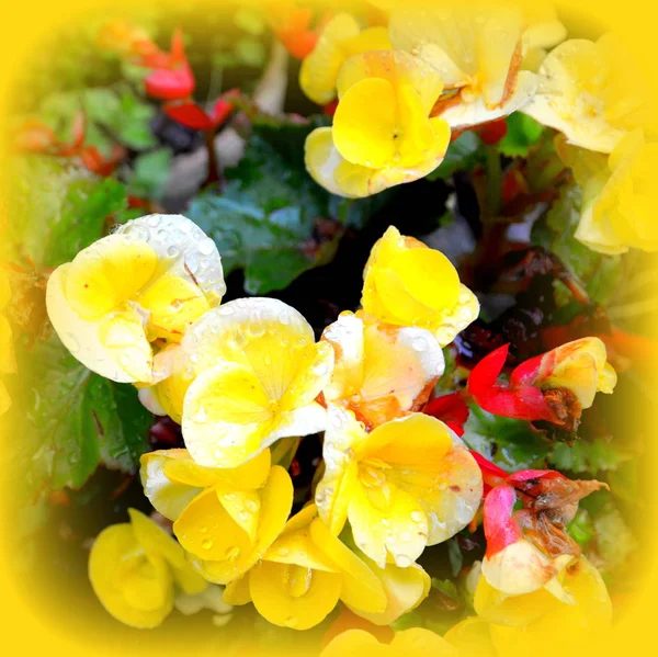 Nice Flowers Garden Midsummer Sunny Day Green Landscape — Stock Photo, Image