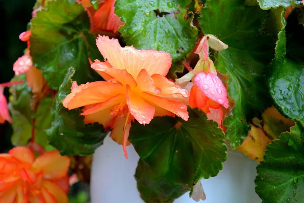 Begonia Red Orange Nice Flowers Garden Midsummer Sunny Day Green — Stock Photo, Image