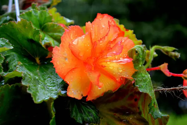 Begonia Red Orange Nice Flowers Garden Midsummer Sunny Day Green — Stock Photo, Image