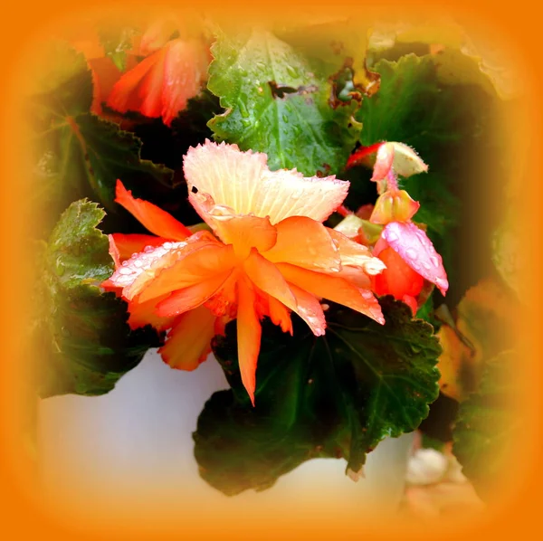 Begonia Roja Naranja Bonitas Flores Jardín Pleno Verano Día Soleado —  Fotos de Stock