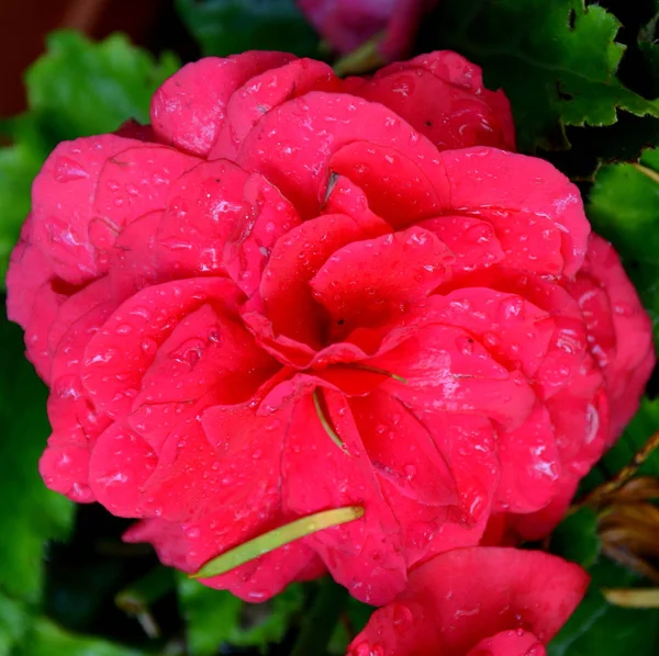 Begonia Red Orange Nice Flowers Garden Midsummer Sunny Day Green — Stock Photo, Image