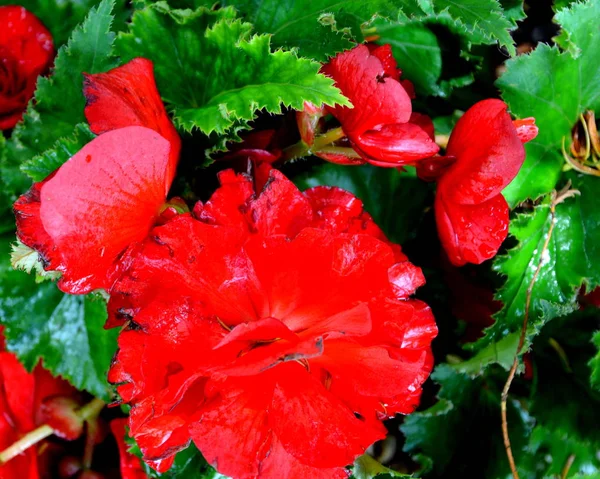 Kırmızı Harika Begonya Yaz Ortası Güneşli Bir Gün Bahçe Güzel — Stok fotoğraf