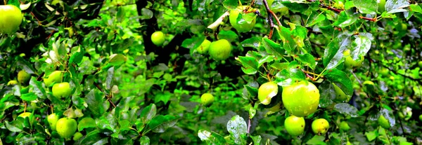 Fruit Waanzin Appeltjes Een Appelboom Boomgaard Vroege Zomer — Stockfoto