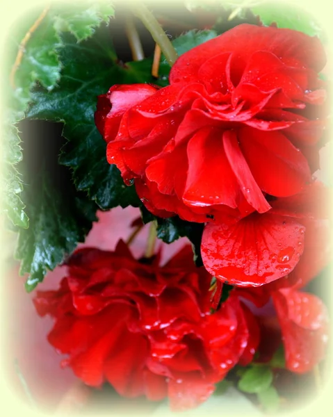 Red Wonderful Begonia Nice Flowers Garden Midsummer Sunny Day Green — Stock Photo, Image