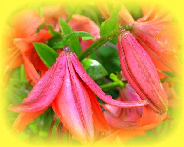Lillies Bonitas Flores Jardín Pleno Verano Día Soleado Paisaje Verde — Foto de Stock