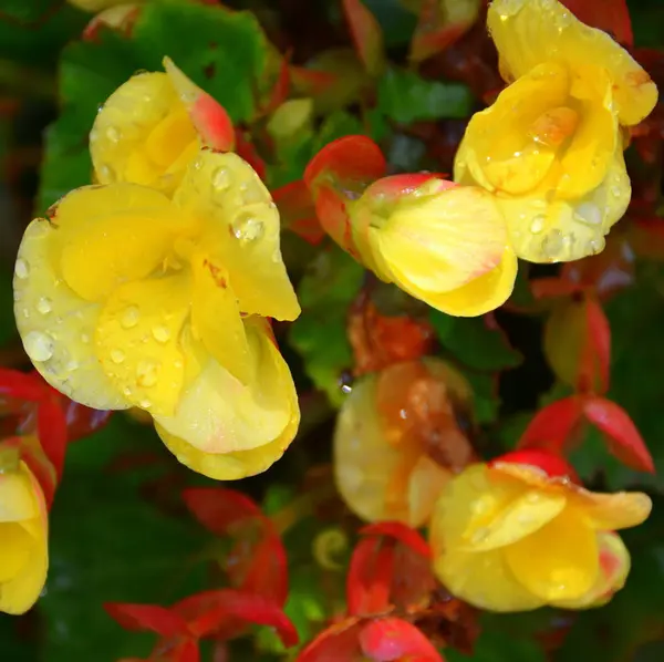 黄色の素晴らしいベゴニア 真夏の晴れた日に庭の素敵な花 緑の風景 — ストック写真
