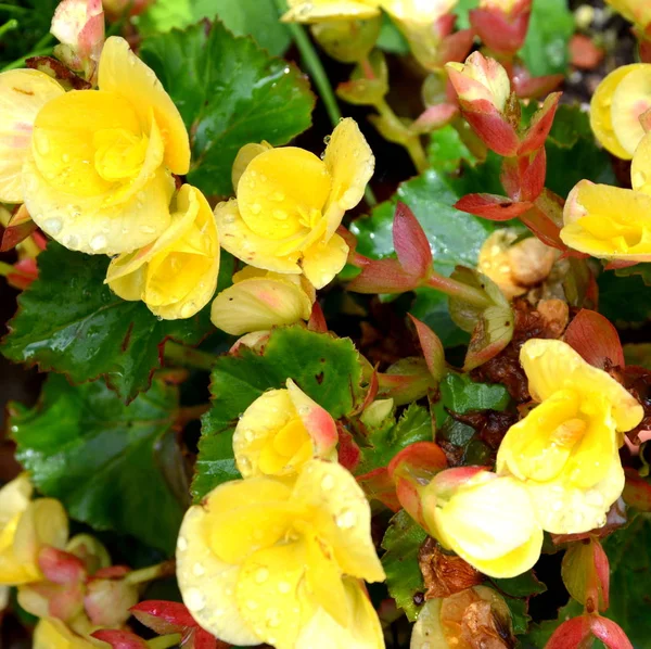 Yellow Wonderful Begonia Nice Flowers Garden Midsummer Sunny Day Green — Stock Photo, Image