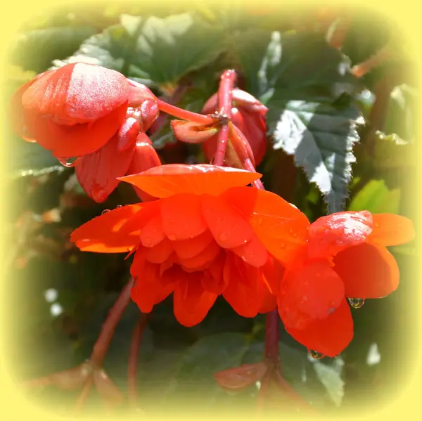 Красная Прекрасная Бегония Красивые Цветы Саду Середине Лета Солнечный День — стоковое фото