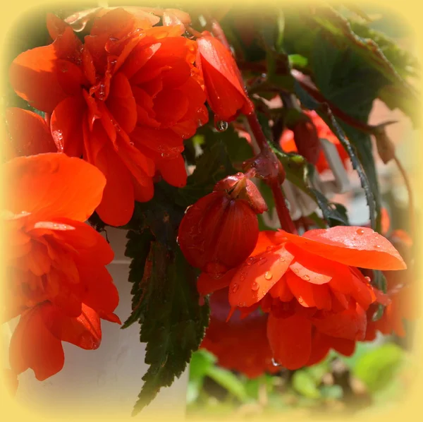 Red Wonderful Begonia Nice Flowers Garden Midsummer Sunny Day Green — Stock Photo, Image