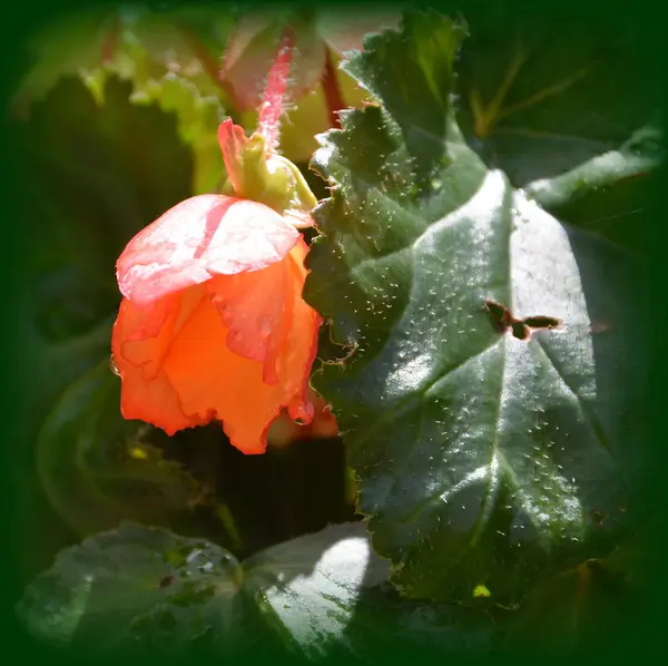 Чудовий Червоний Begonia Nice Квіти Саду Середині Літа Сонячний День — стокове фото