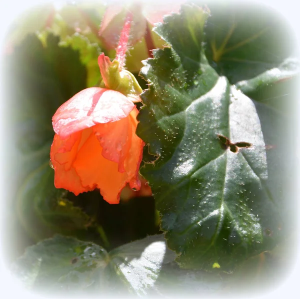 Red Wonderful Begonia Nice Flowers Garden Midsummer Sunny Day Green — Stock Photo, Image