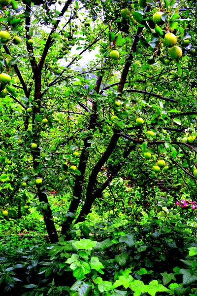 Fruit Waanzin Appeltjes Een Appelboom Boomgaard Vroege Zomer — Stockfoto