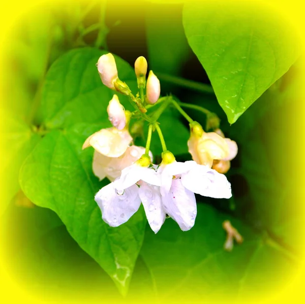 Fasulye Yaz Ortası Güneşli Bir Gün Bahçe Güzel Çiçekler Yeşil — Stok fotoğraf