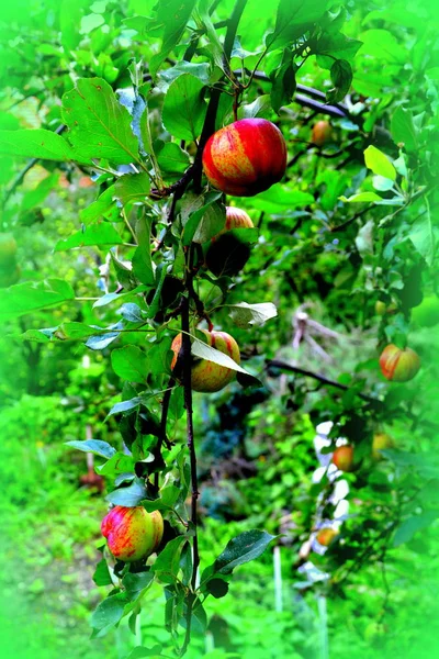 Fruchtwahnsinn Kleine Äpfel Einem Apfelbaum Obstgarten Frühsommer — Stockfoto