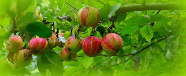 Fruit madness. Small apples in an apple tree in orchard, in early summer