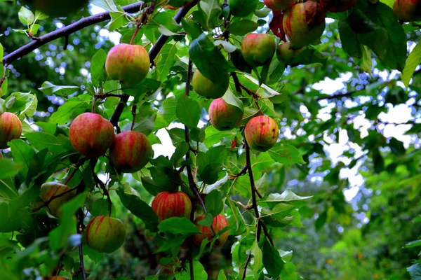 Fruchtwahnsinn Kleine Äpfel Einem Apfelbaum Obstgarten Frühsommer — Stockfoto