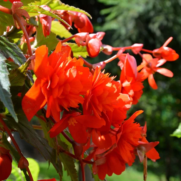 Röd Underbara Begonia Fina Blommor Trädgården Midsommar Solig Dag Grönt — Stockfoto