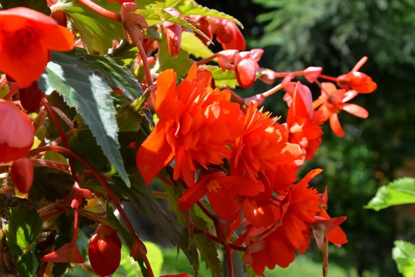 Röd Underbara Begonia Fina Blommor Trädgården Midsommar Solig Dag Grönt — Stockfoto