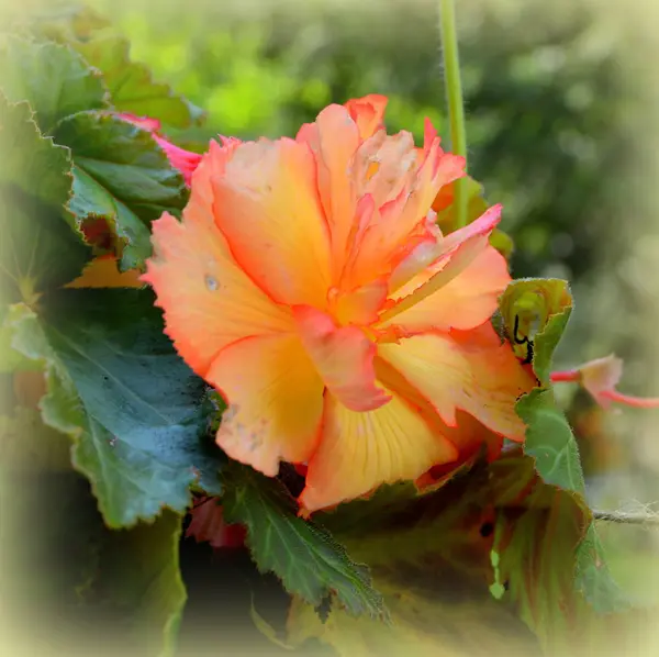 Röd Underbara Begonia Fina Blommor Trädgården Midsommar Solig Dag Grönt — Stockfoto