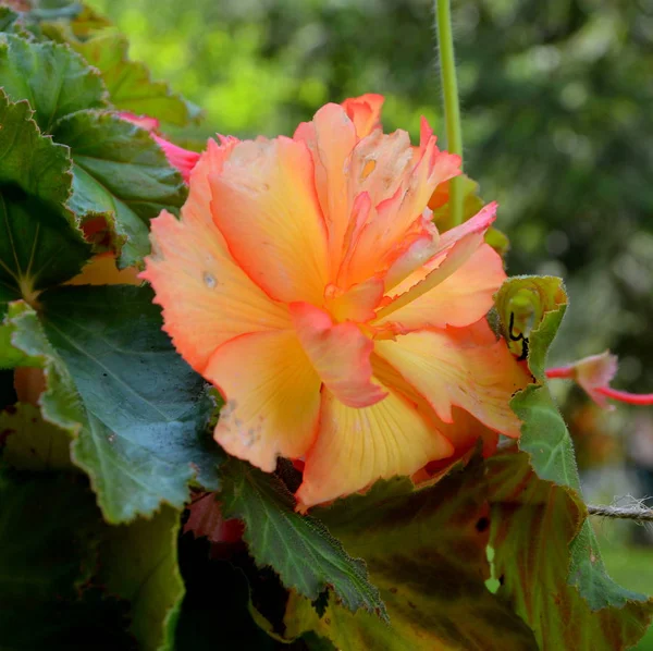 Nádherné Červené Begonia Pěkné Květiny Zahradě Letní Slunovrat Slunečný Den — Stock fotografie