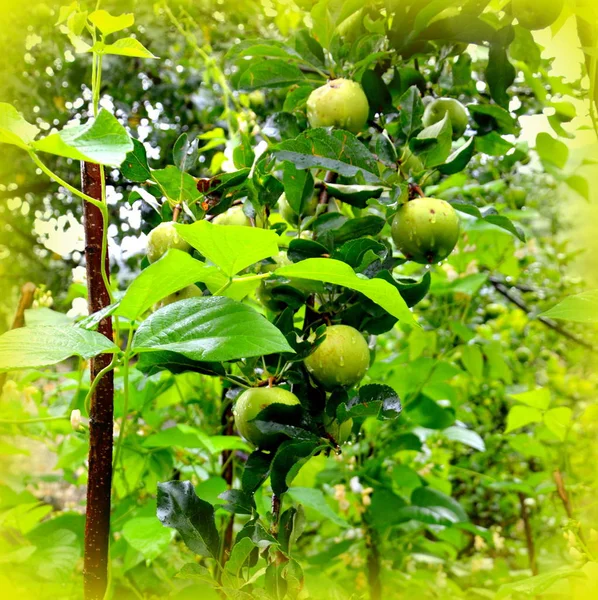 Fruit madness. Small apples in an apple tree in orchard, in early summer