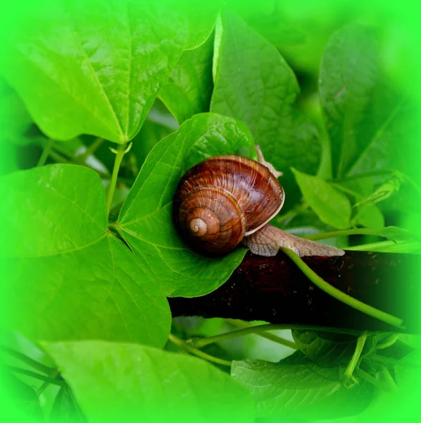 Escargot Dans Jardin Feuille Verte Dans Jardin Printemps Paysage Vert — Photo