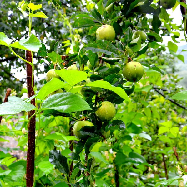 Fruit madness. Small apples in an apple tree in orchard, in early summer