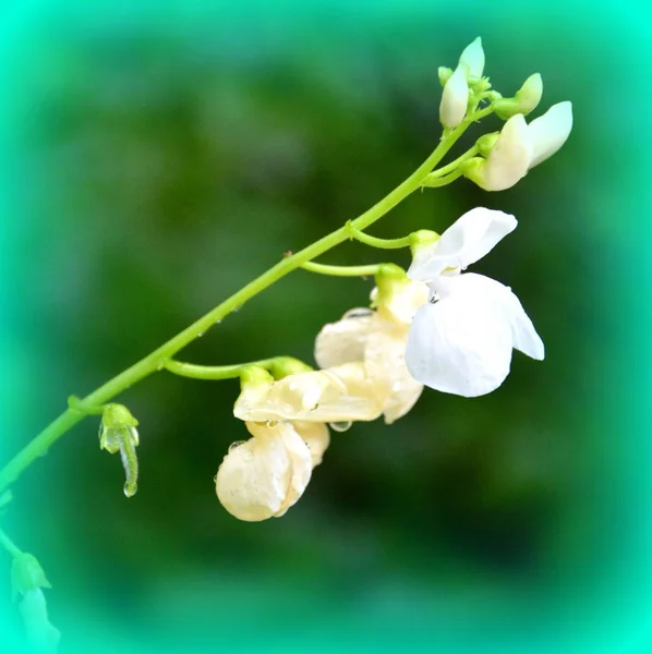 Bonitas Flores Frijol Jardín Pleno Verano Día Soleado Paisaje Verde —  Fotos de Stock