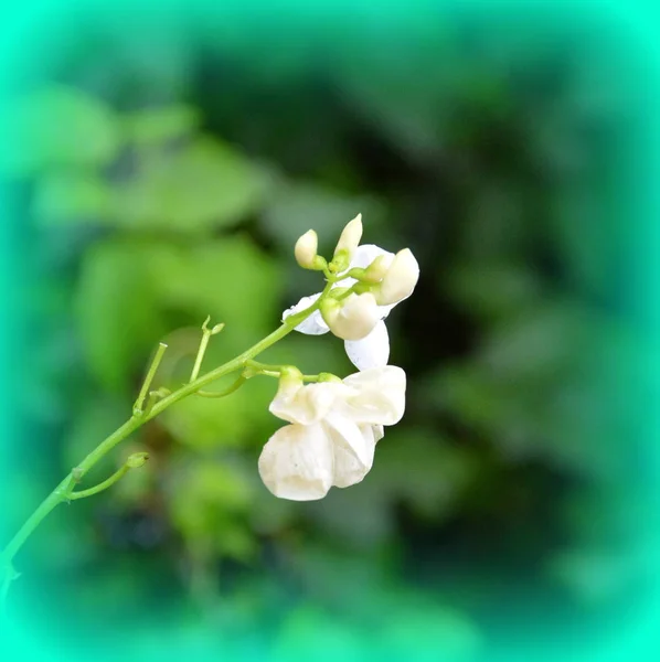 Jolies Fleurs Graine Dans Jardin Milieu Été Par Une Journée — Photo