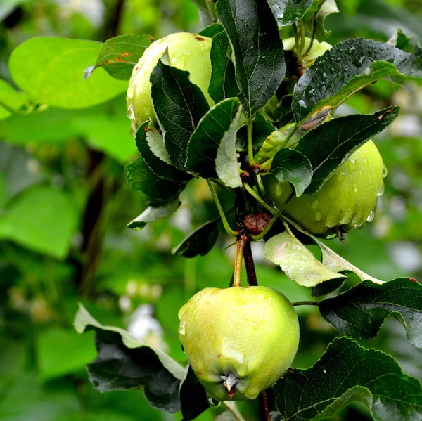 Loucura Fruta Pequenas Maçãs Uma Árvore Maçã Pomar Início Verão — Fotografia de Stock