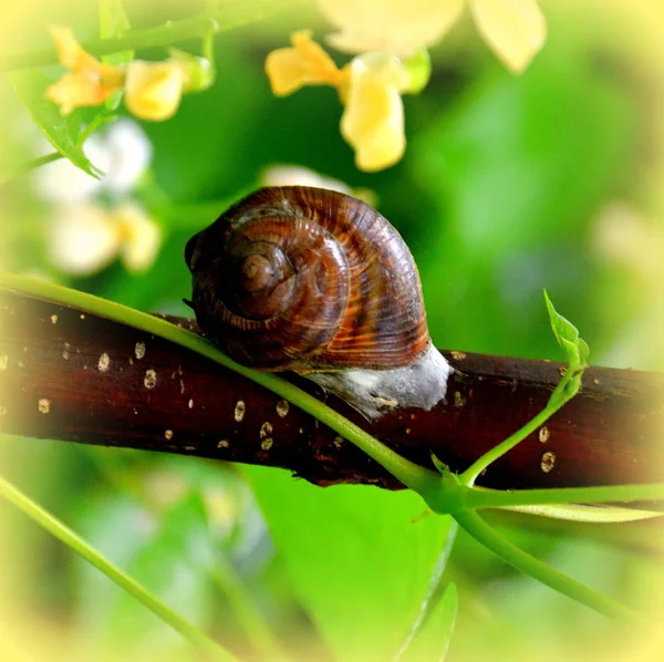 Escargot Dans Jardin Feuille Verte Dans Jardin Printemps Paysage Vert — Photo