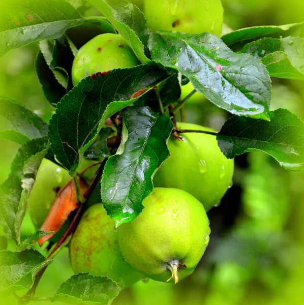 Τρέλα Και Νερό Σταγόνες Φρούτων Μικρά Μήλα Ένα Δέντρο Μηλιάς — Φωτογραφία Αρχείου