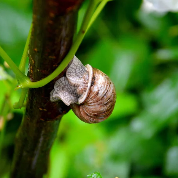 Escargot Dans Jardin Feuille Verte Dans Jardin Printemps Paysage Vert — Photo
