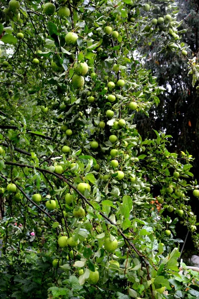 Fruchtwahnsinn Kleine Äpfel Einem Apfelbaum Obstgarten Frühsommer — Stockfoto