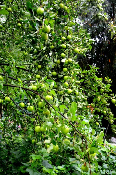 Fruit Waanzin Appeltjes Een Appelboom Boomgaard Vroege Zomer — Stockfoto