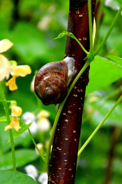 Escargot Dans Jardin Feuille Verte Dans Jardin Printemps Paysage Vert — Photo